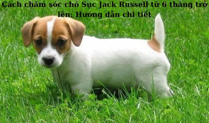 Cách chăm sóc chó Sục Jack Russell từ 6 tháng trở lên: Hướng dẫn chi tiết Cách chăm sóc chó Sục Jack Russell từ 6 tháng trở lên: Hướng dẫn chi tiết