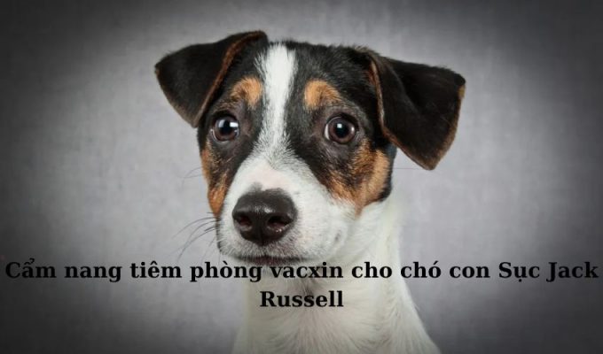 Cẩm nang tiêm phòng vacxin cho chó con Sục Jack Russell Cẩm nang tiêm phòng vacxin cho chó con Sục Jack Russell