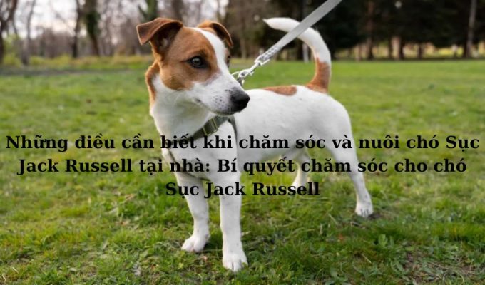 Những điều cần biết khi chăm sóc và nuôi chó Sục Jack Russell tại nhà: Bí quyết chăm sóc cho chó Sục Jack Russell