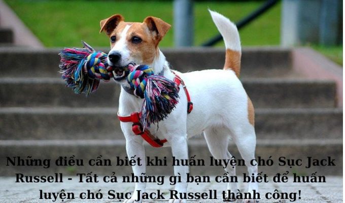 Những điều cần biết khi huấn luyện chó Sục Jack Russell – Tất cả những gì bạn cần biết để huấn luyện chó Sục Jack Russell thành công! Những điều cần biết khi huấn luyện chó Sục Jack Russell – Tất cả những gì bạn cần biết để huấn luyện chó Sục Jack Russell thành công!