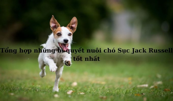 Tổng hợp những bí quyết nuôi chó Sục Jack Russell tốt nhất Tổng hợp những bí quyết nuôi chó Sục Jack Russell tốt nhất
